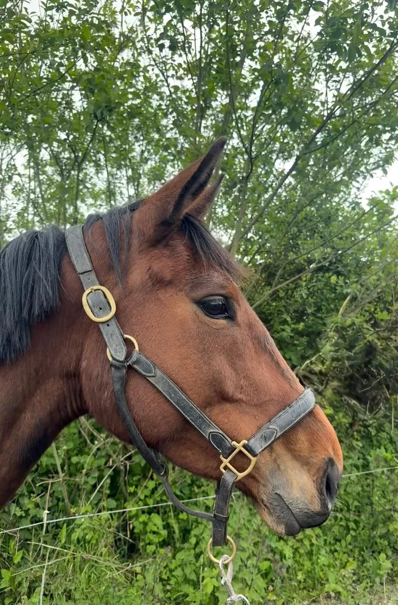 Thoroughbred Mare - Image 4