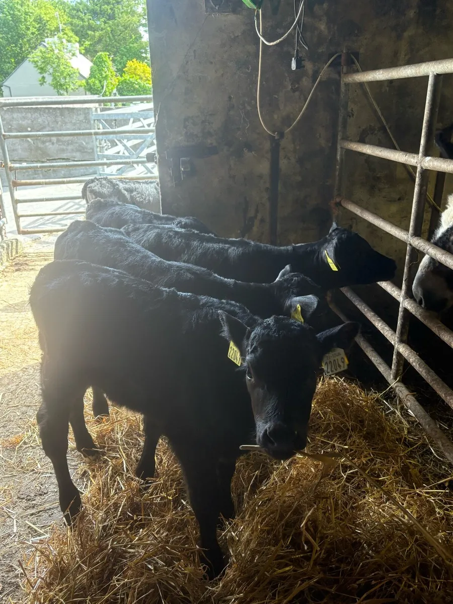 Angus calves - Image 1