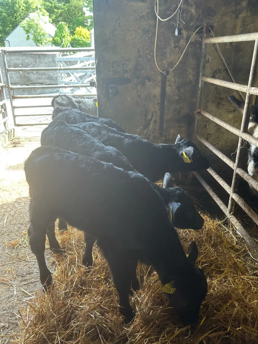 Angus calves - Image 2