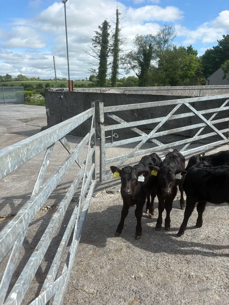 Angus calves - Image 3