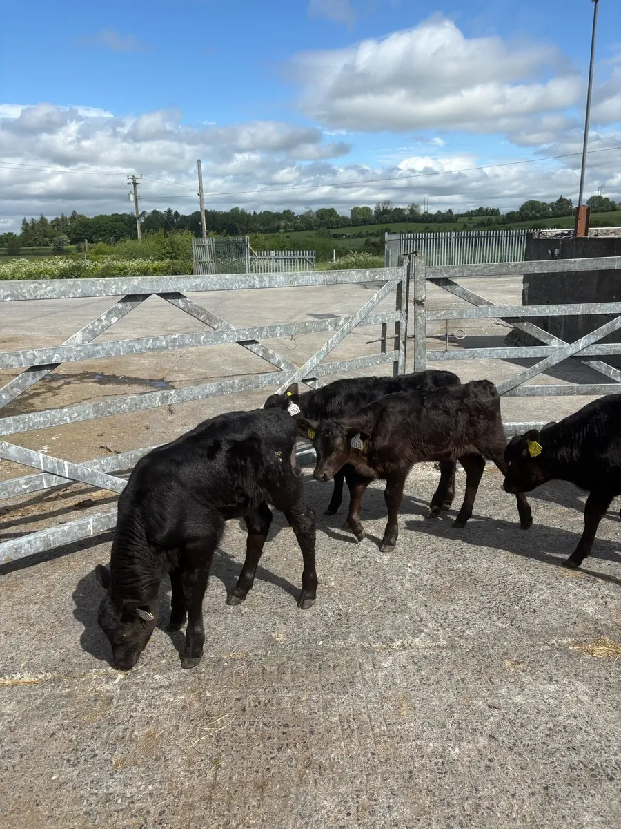 Angus calves - Image 4