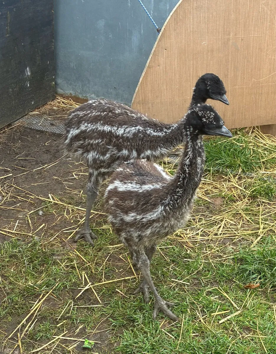 Emu chicks - Image 1