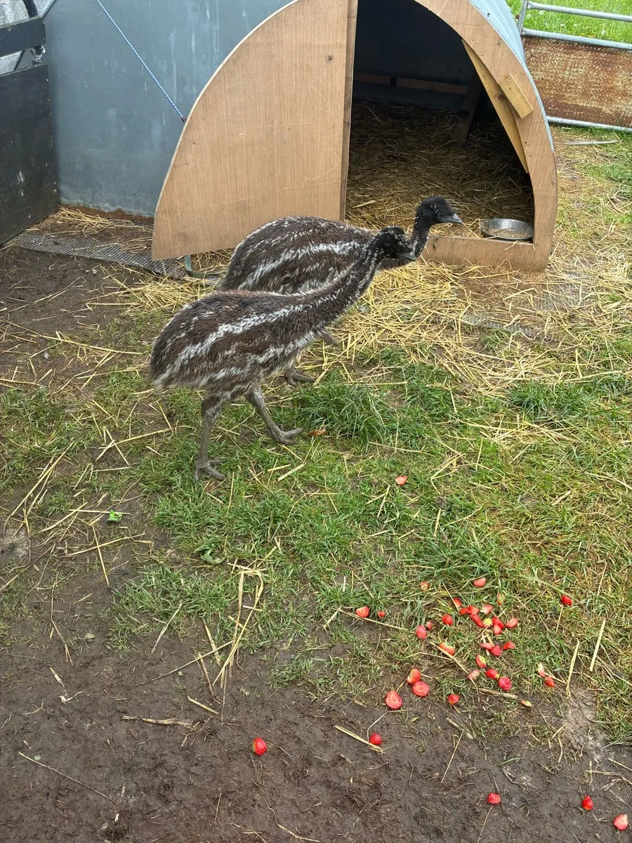 Emu chicks - Image 2