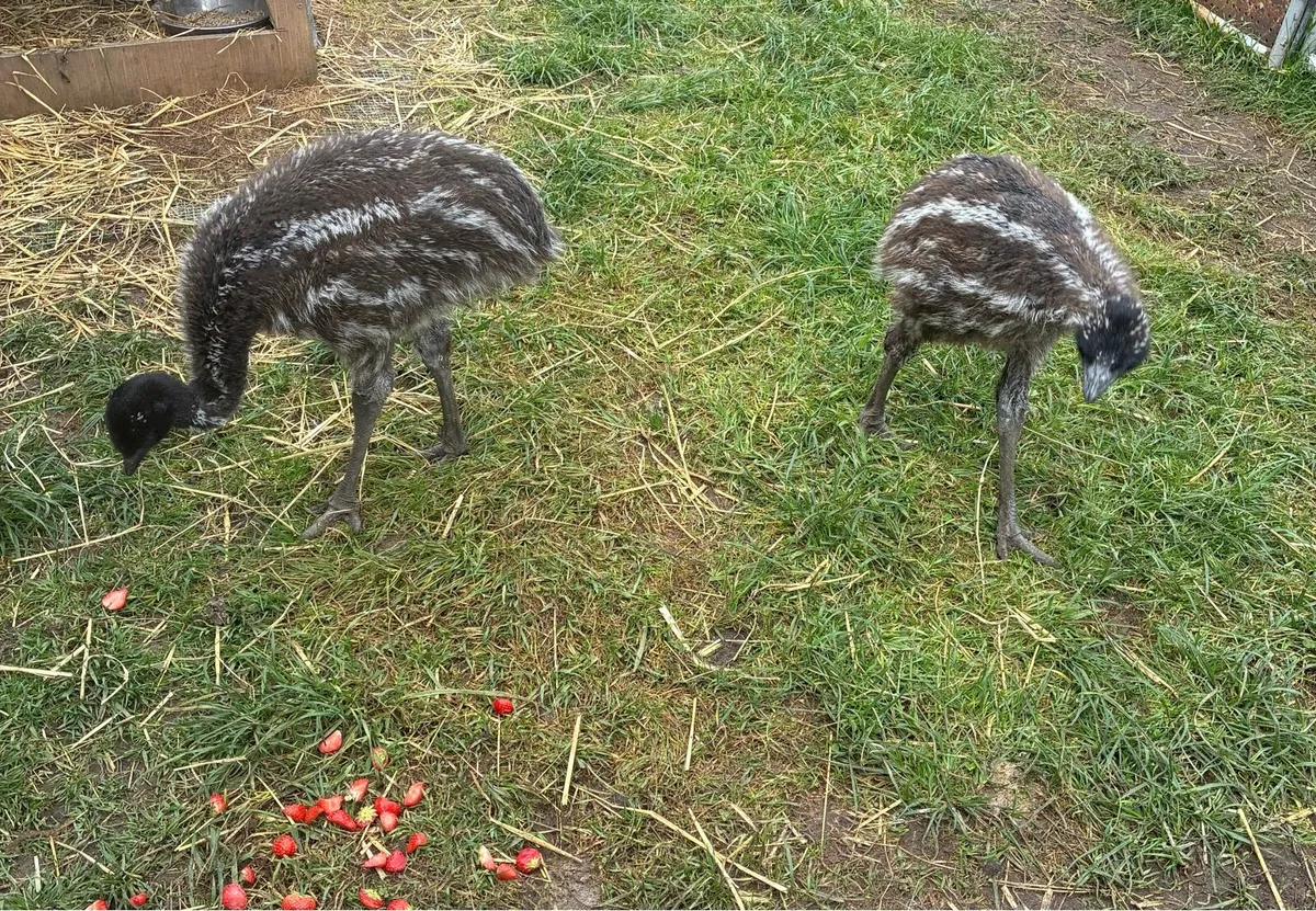 Emu chicks - Image 3