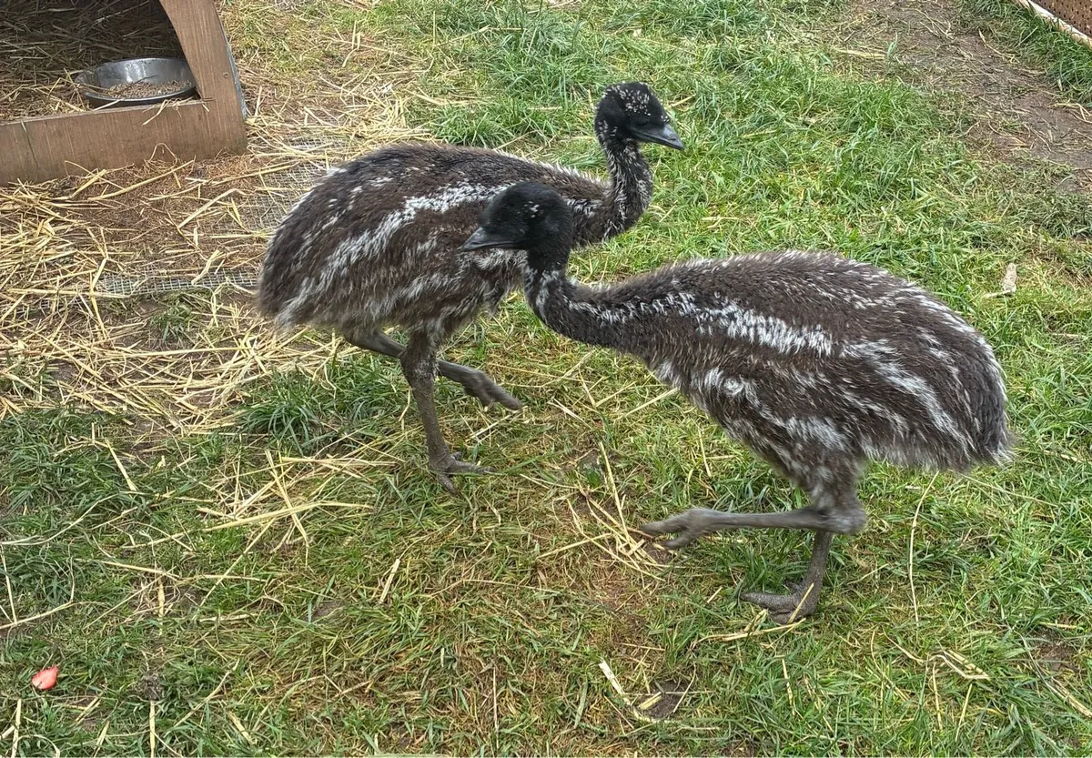 Emu chicks - Image 4