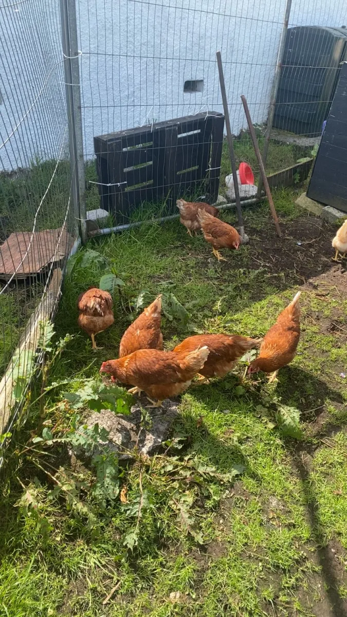 10 good laying hens - Image 3