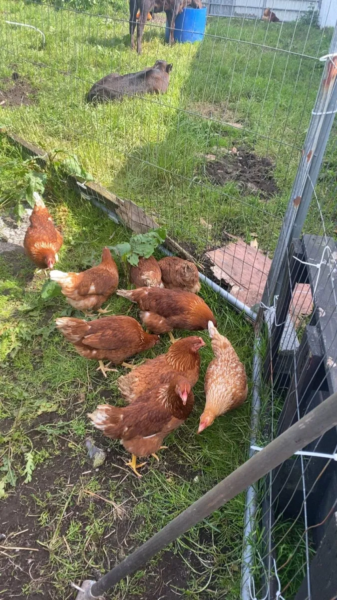 10 good laying hens - Image 4