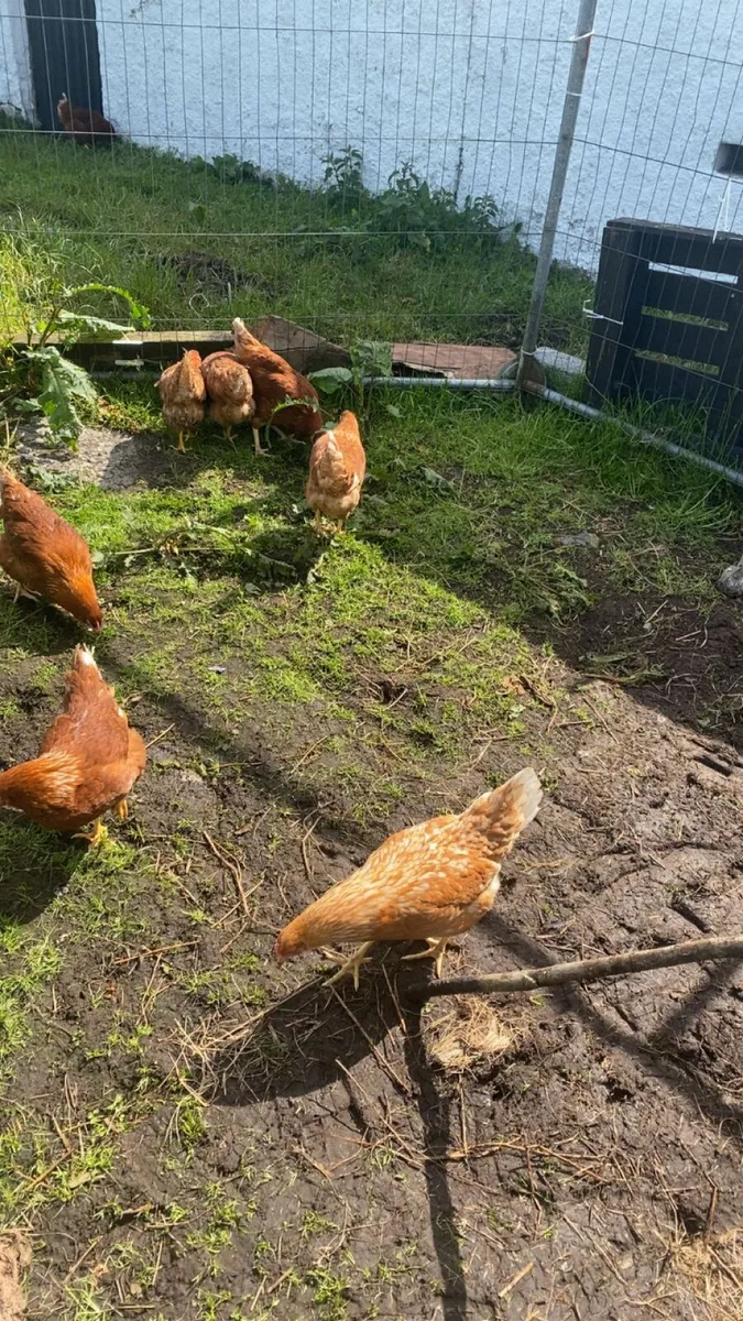 10 good laying hens - Image 2