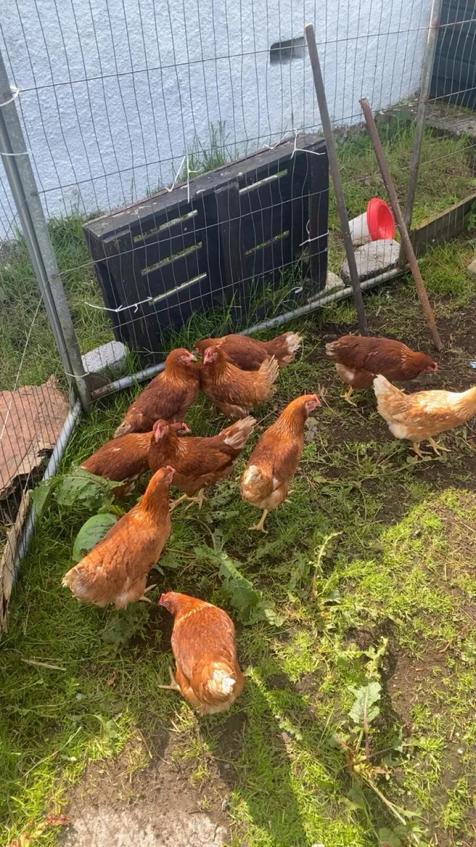 10 good laying hens - Image 1