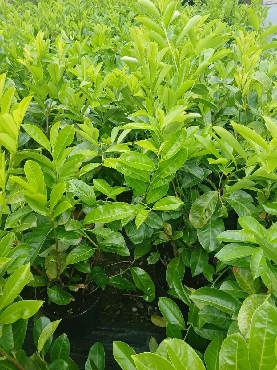 Large 1M Laurel Hedging €7.50 per 5 Litre pot. - Image 4