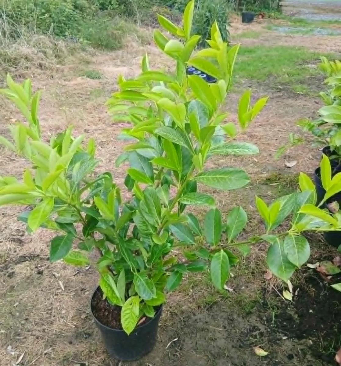 Large 1M Laurel Hedging €7.50 per 5 Litre pot. - Image 3