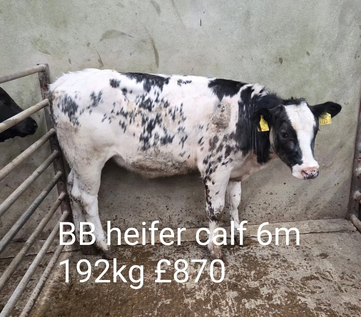 Calf Report & Machinery Auction - Image 1