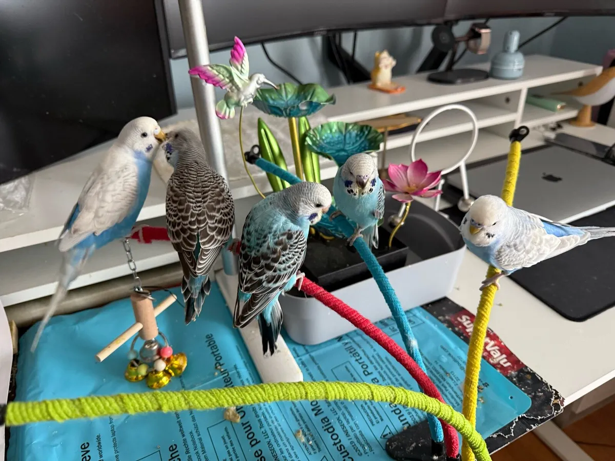 Friendly hand raised baby budgies - Image 2