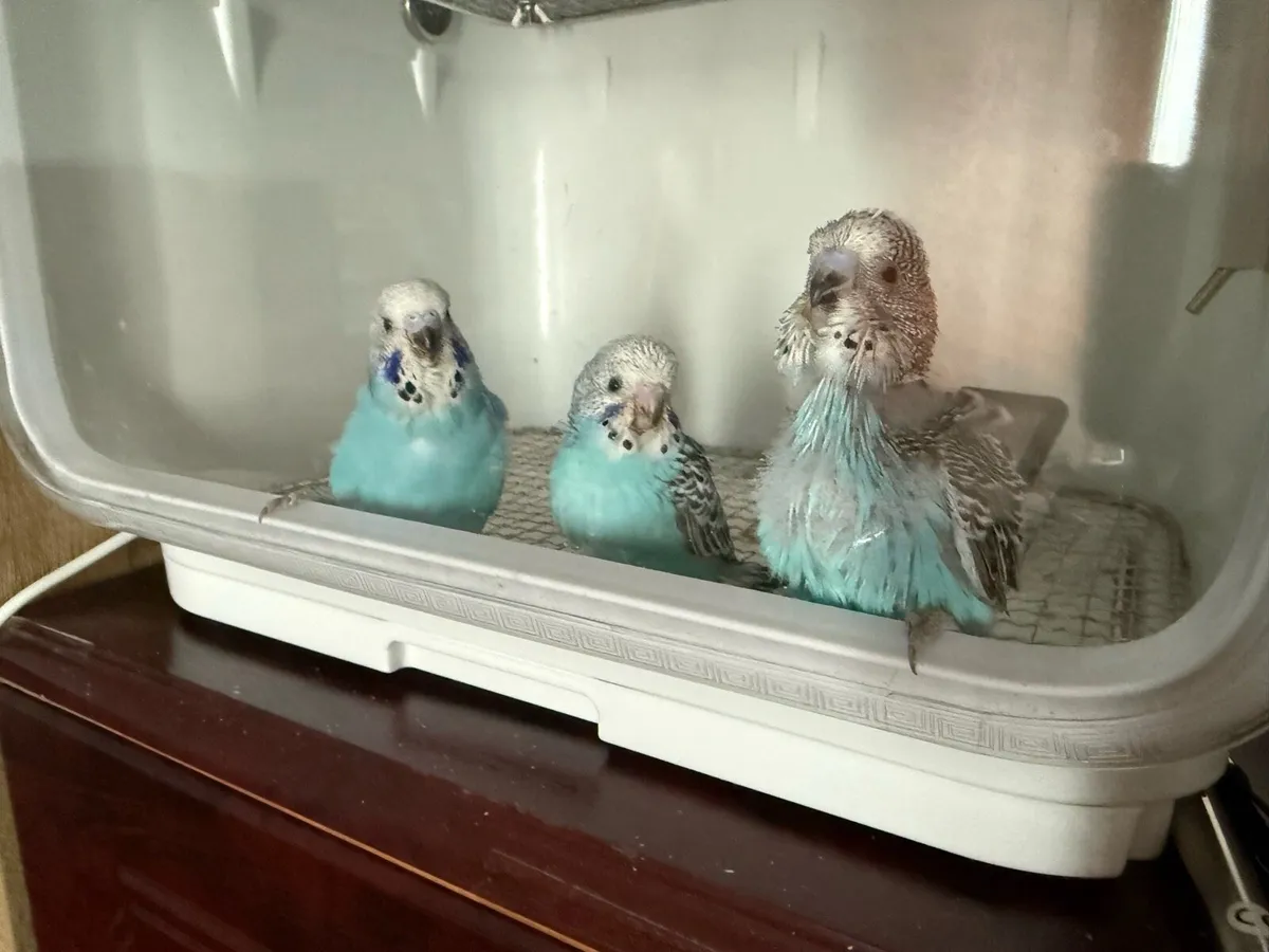 Friendly hand raised baby budgies - Image 4