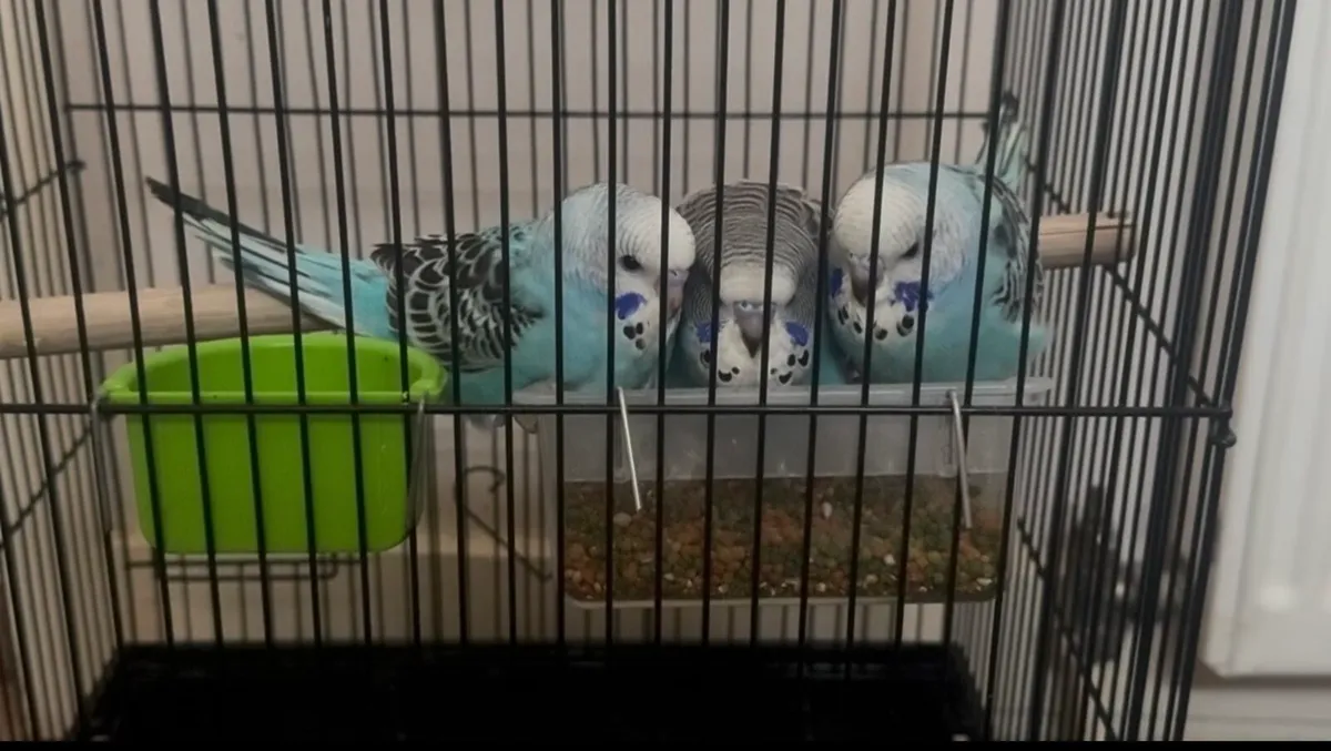 Friendly hand raised baby budgies - Image 1