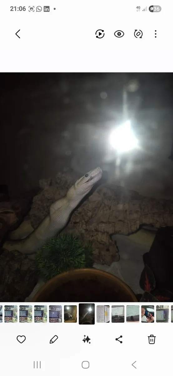 2 Ball pythons and vivariums for sale. - Image 2