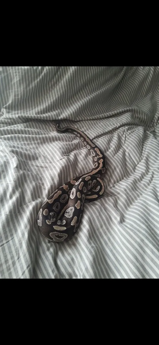 2 Ball pythons and vivariums for sale. - Image 3