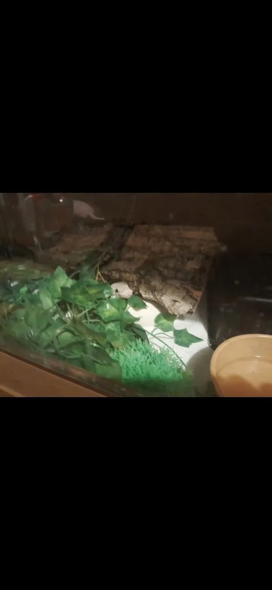 2 Ball pythons and vivariums for sale. - Image 4