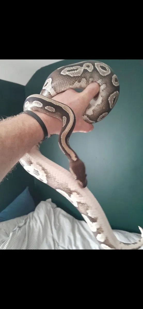2 Ball pythons and vivariums for sale. - Image 1