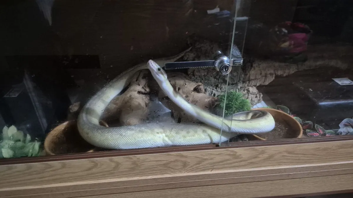 Adult male 5 gene ball python - Image 1