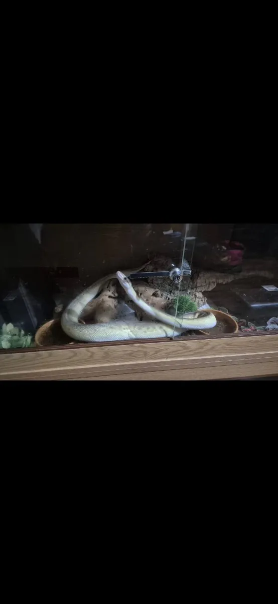 Adult male 5 gene ball python - Image 4