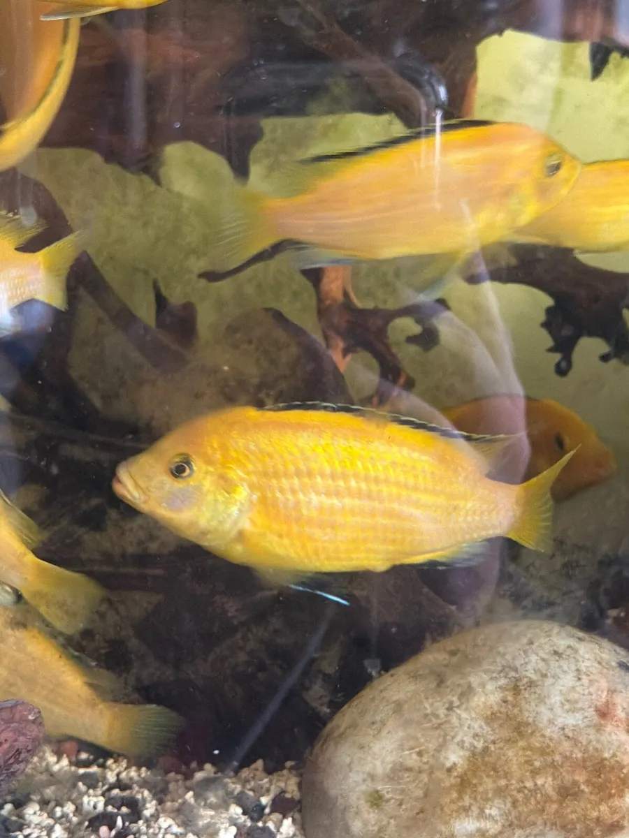 Yellow lab cichlids - Image 2