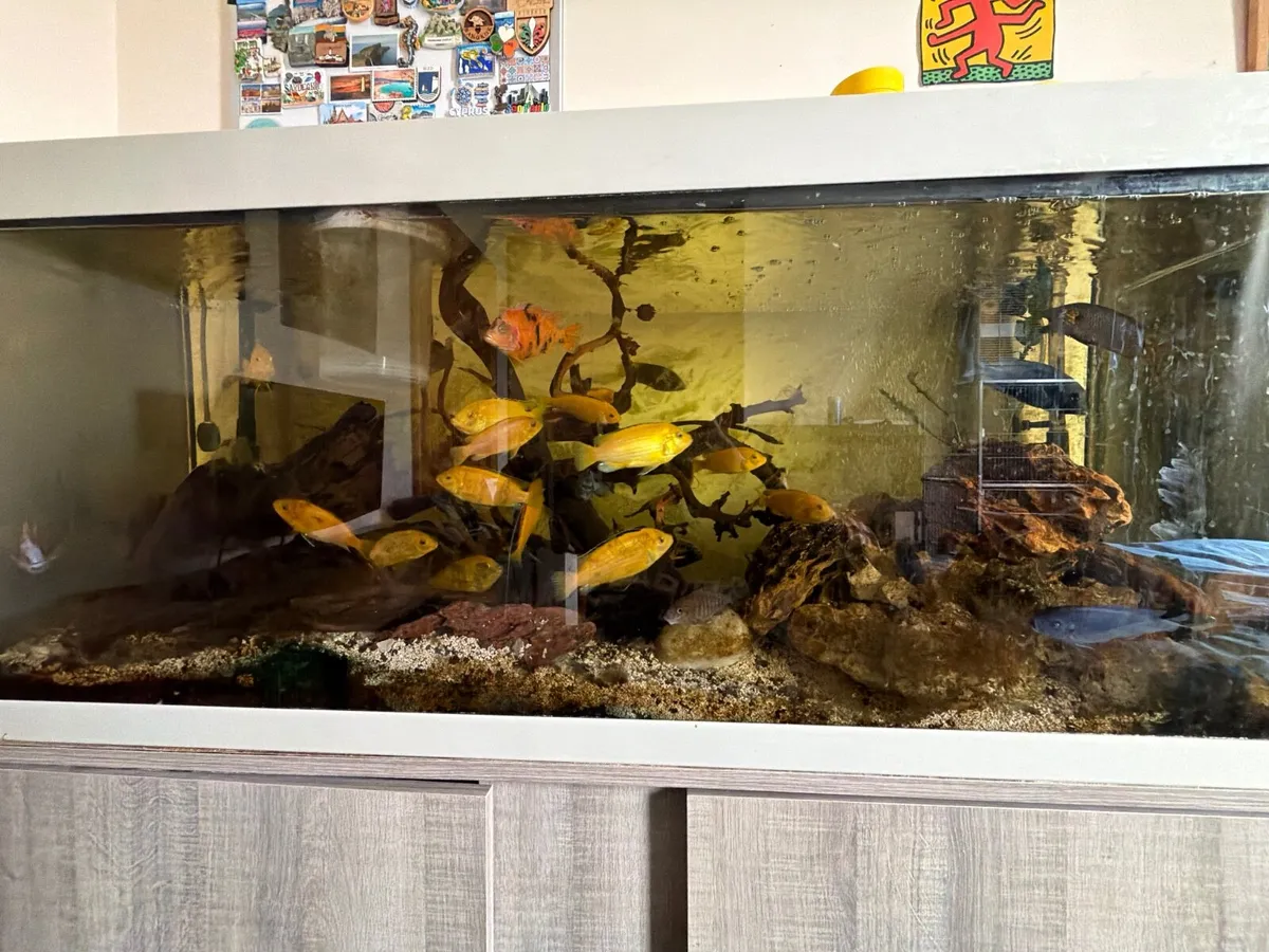 Yellow lab cichlids - Image 1