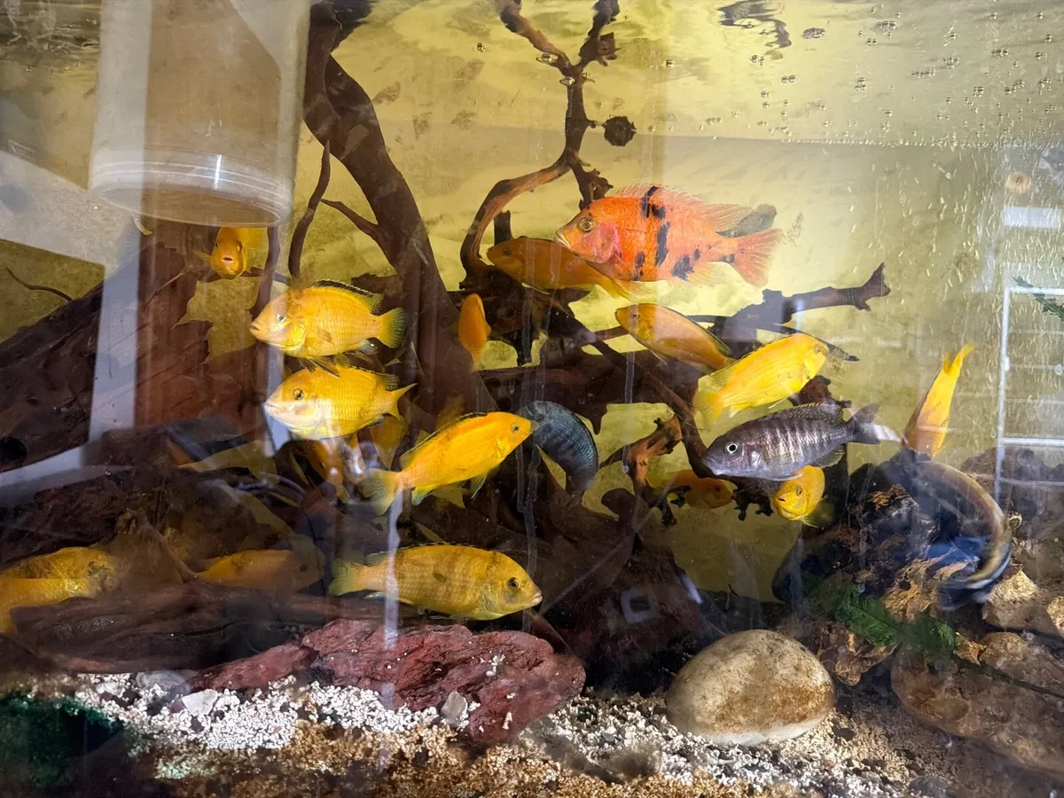 Yellow lab cichlids - Image 3