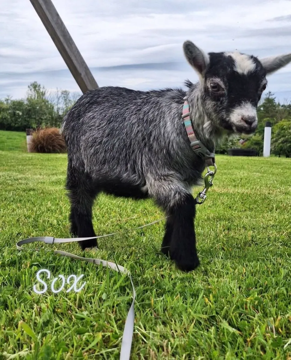 Pygmy Goats - Image 2