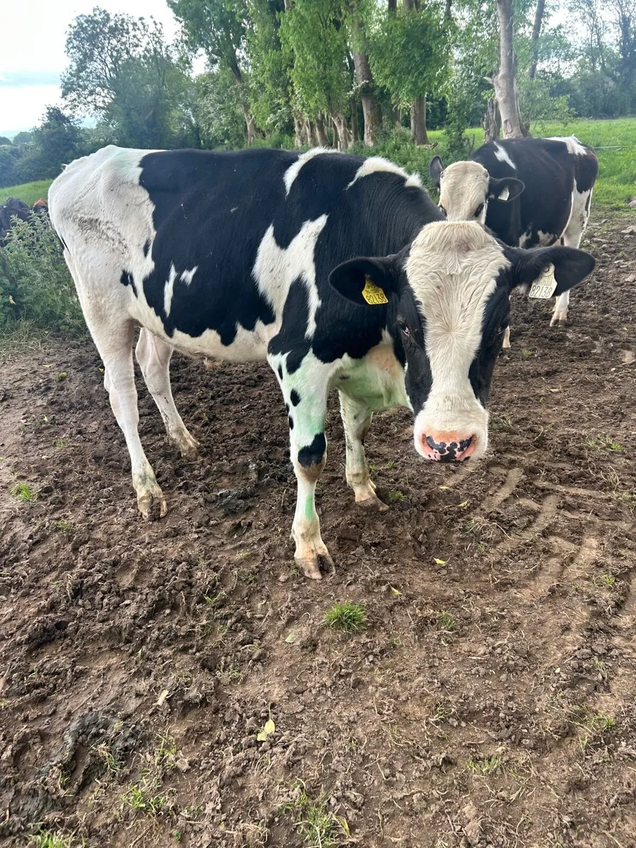 Vasectomised bulls - Image 1