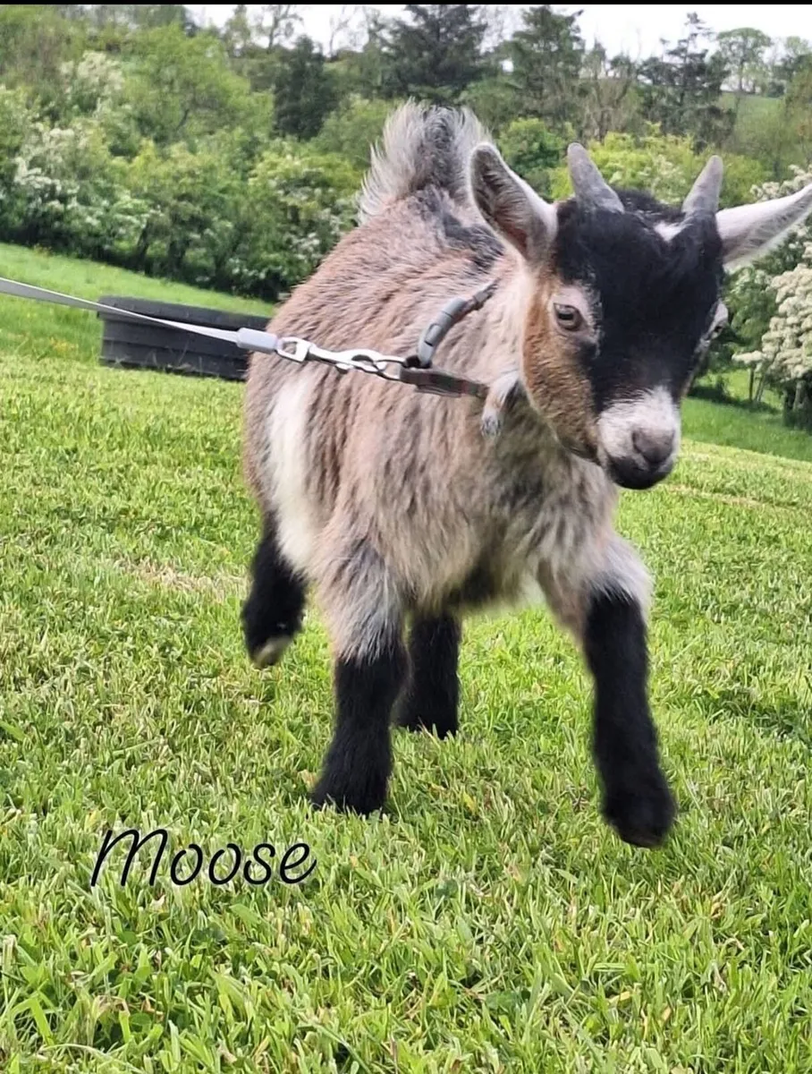 Pygmy Goat kids - & Female pet goat - Image 4