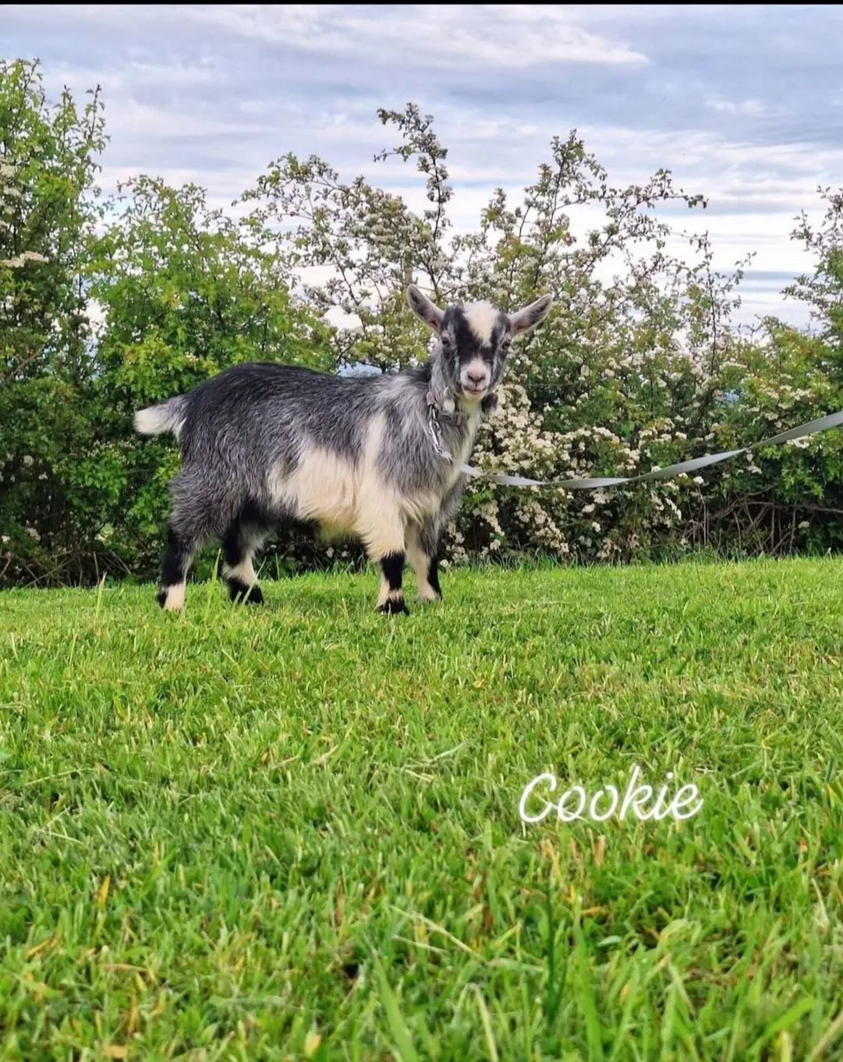 Pygmy Goats - Image 3