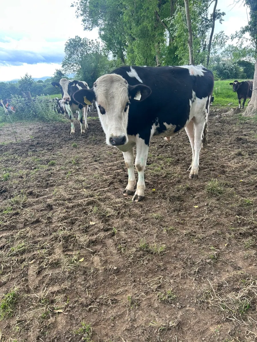Vasectomised bulls - Image 2