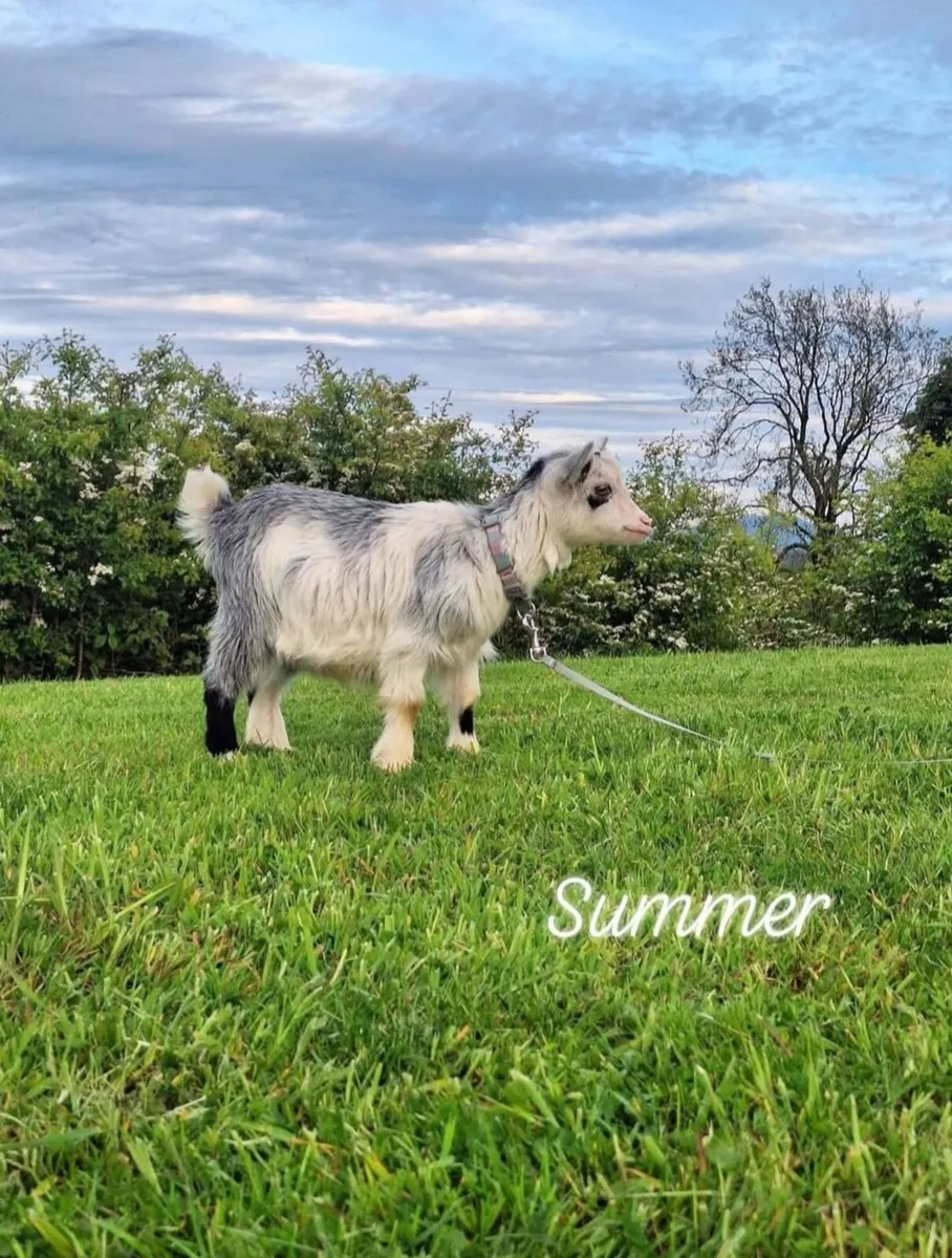 Pygmy Goats - Image 1