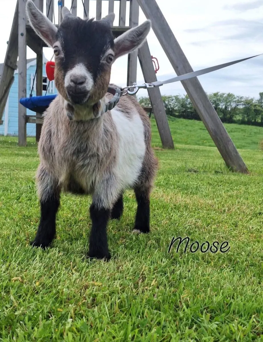 Pygmy Goats - Image 4
