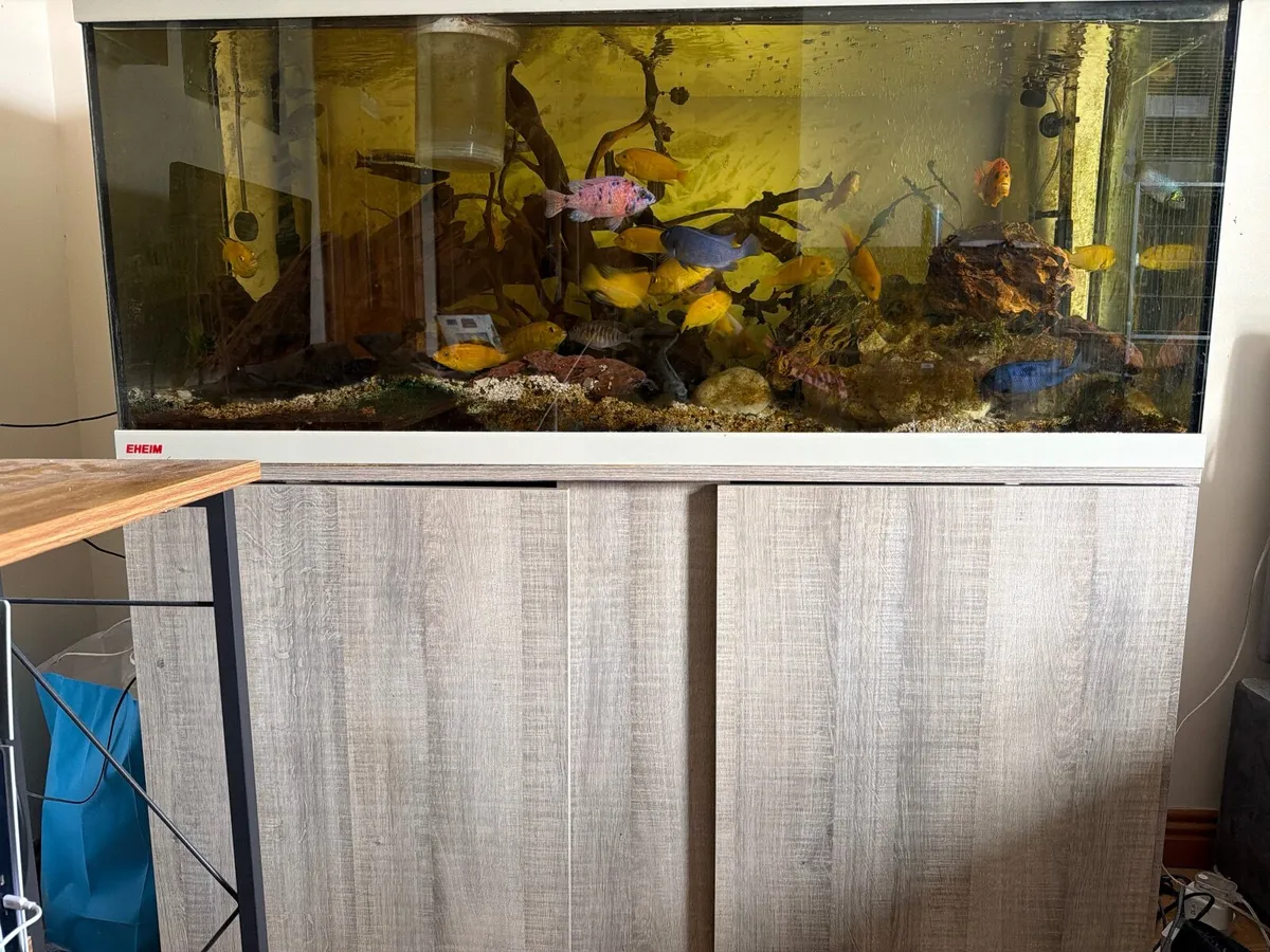 Yellow lab cichlids - Image 4