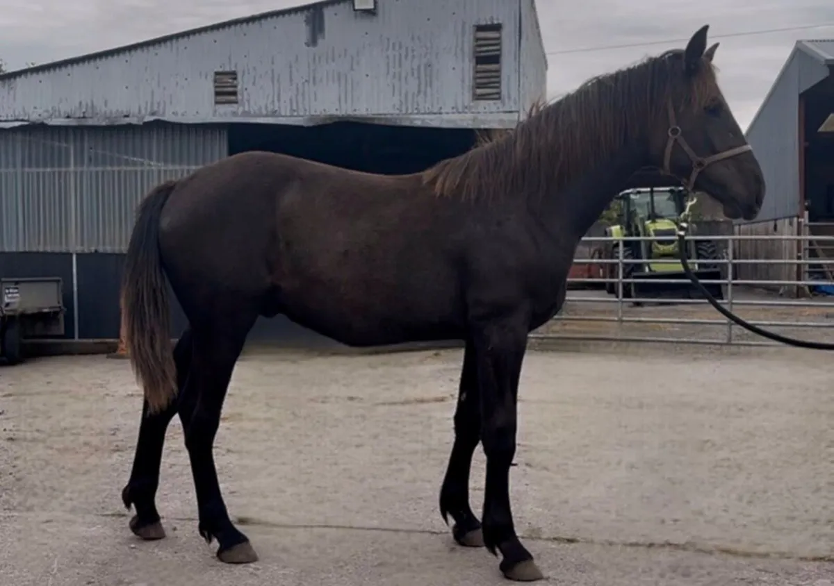 RID  Yearling Colt - Image 1