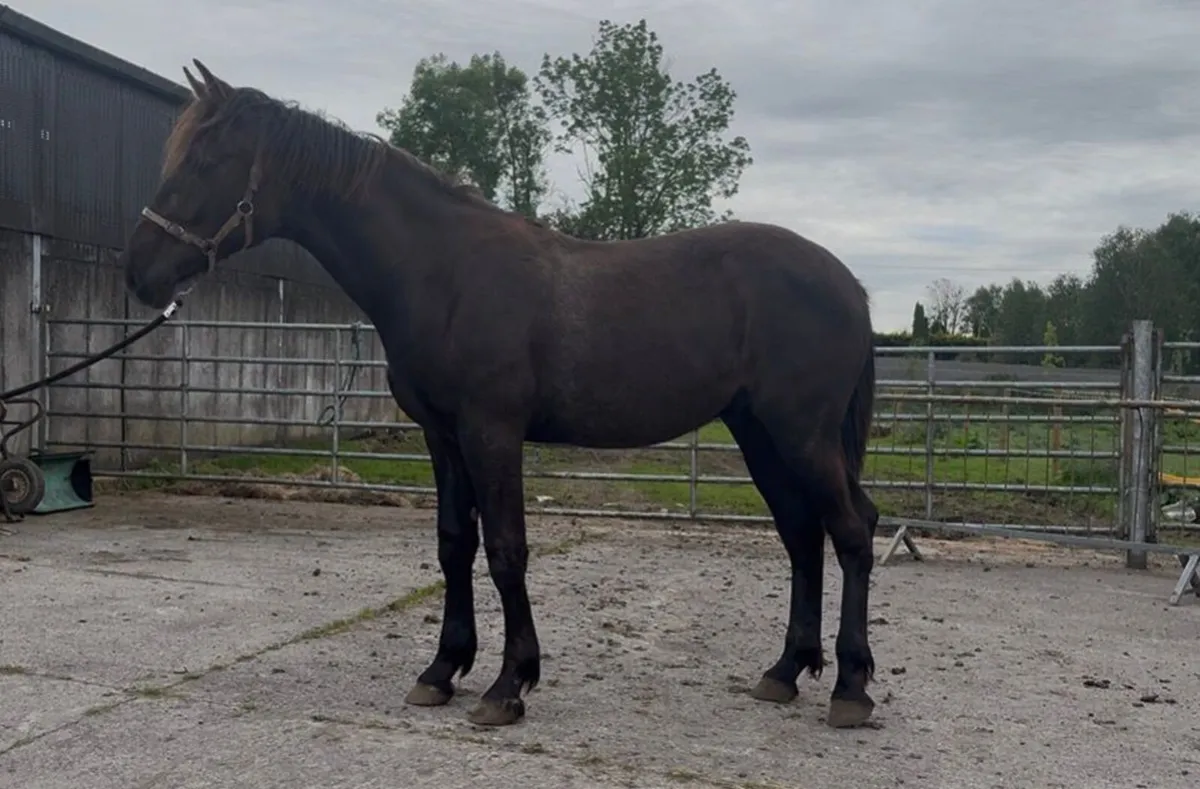 RID  Yearling Colt - Image 2