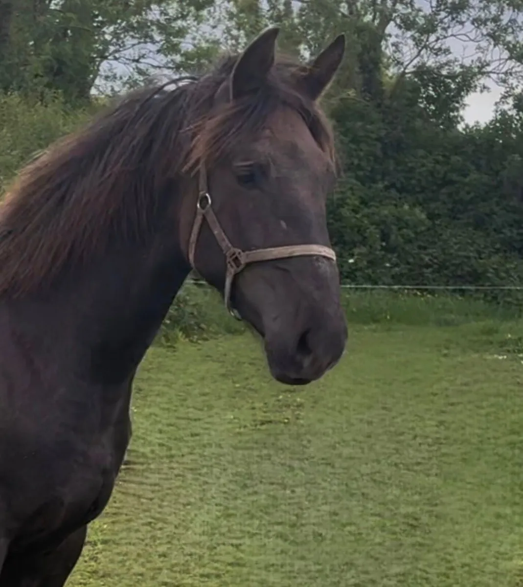 RID  Yearling Colt - Image 3