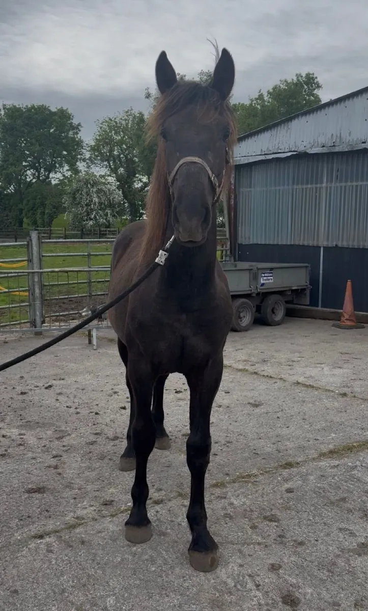 RID  Yearling Colt - Image 4
