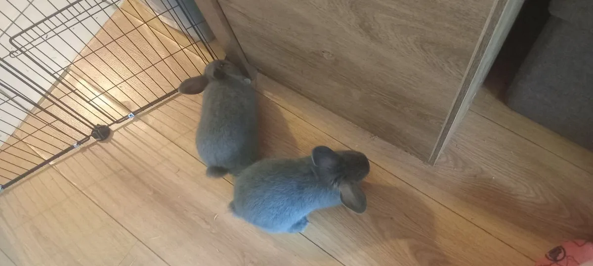 Rabbits for sale (collection only) - Image 1