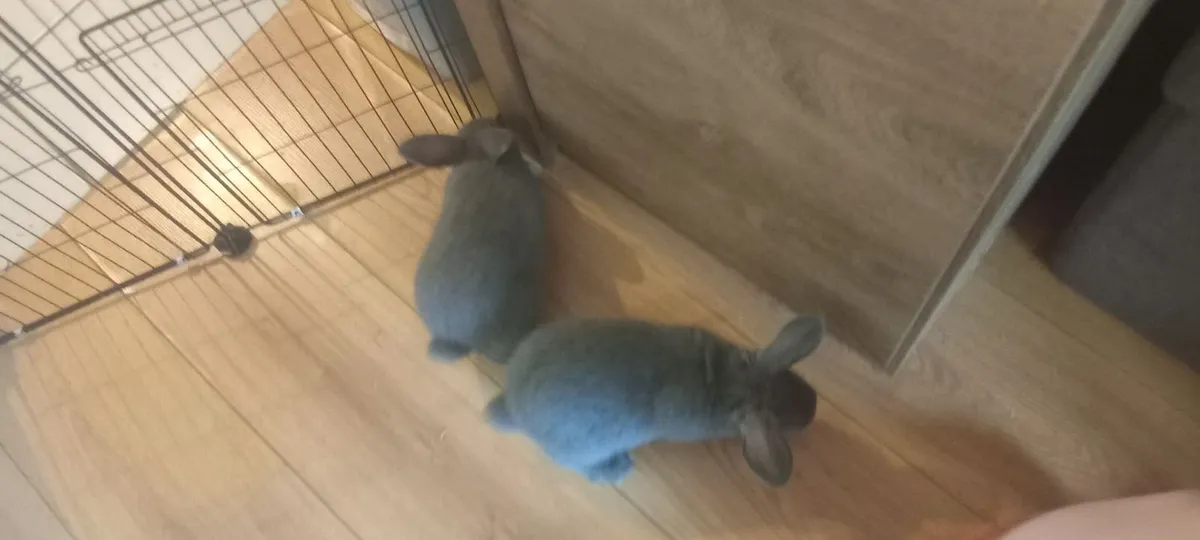 Rabbits for sale (collection only) - Image 2