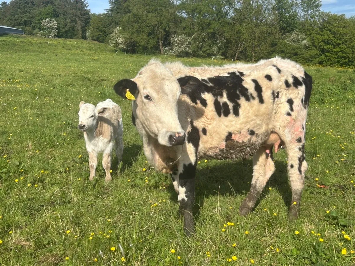 Calved heifers - Image 4