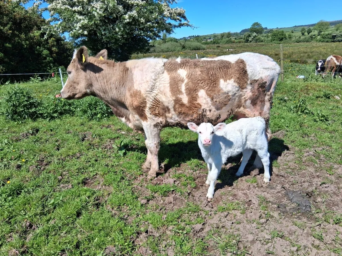 Calved heifers - Image 2