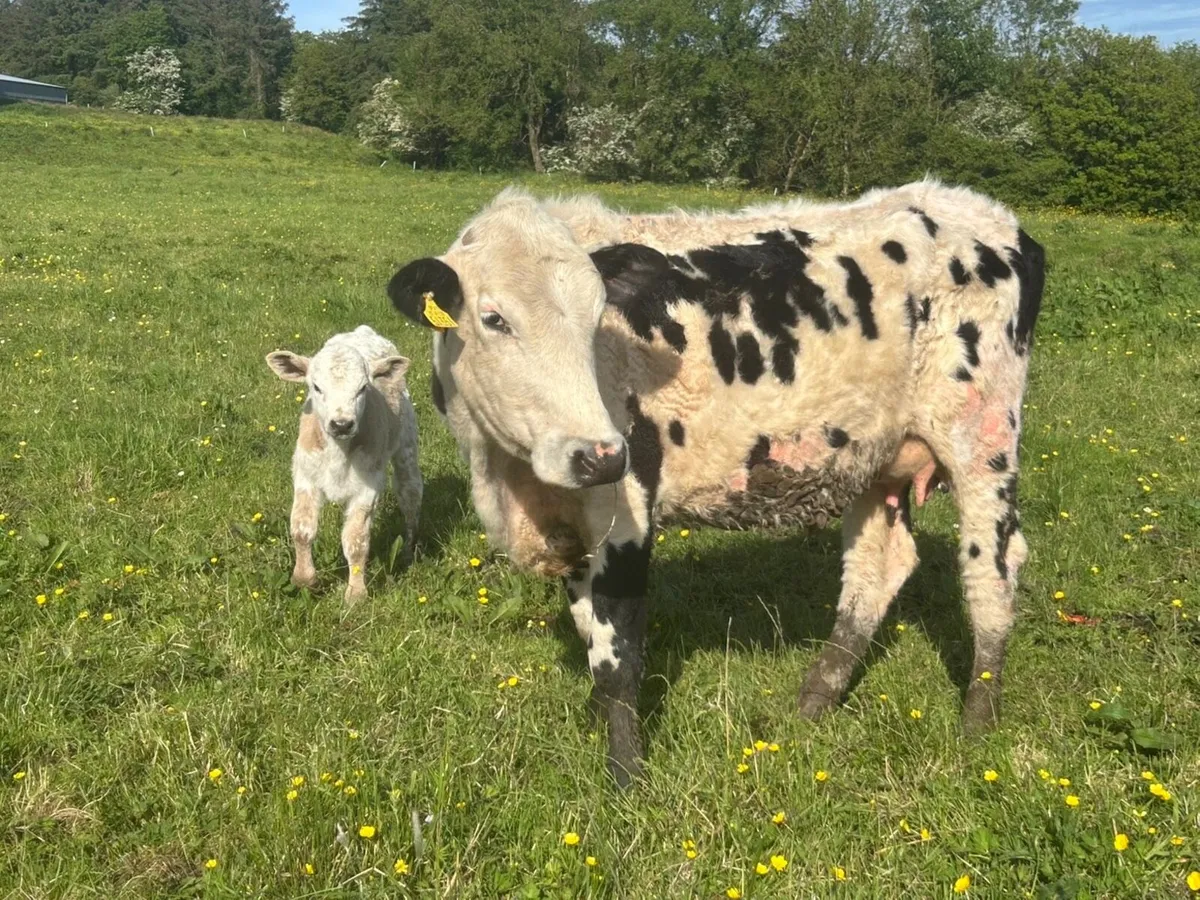 Calved heifers - Image 3