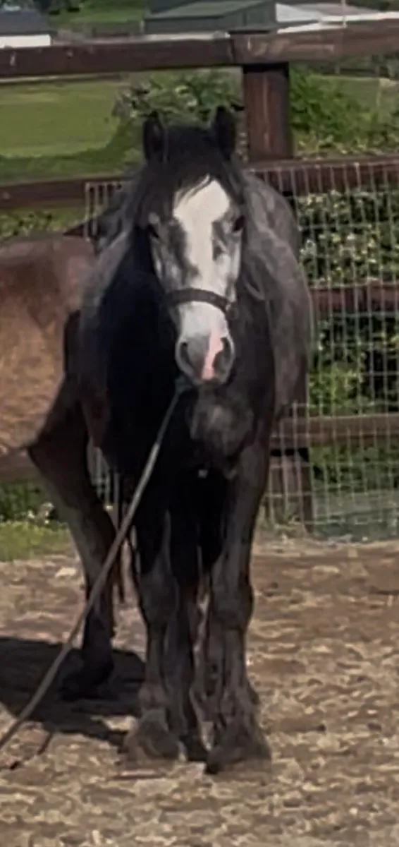 12.2hh steel grey  mare 4 years old - Image 1