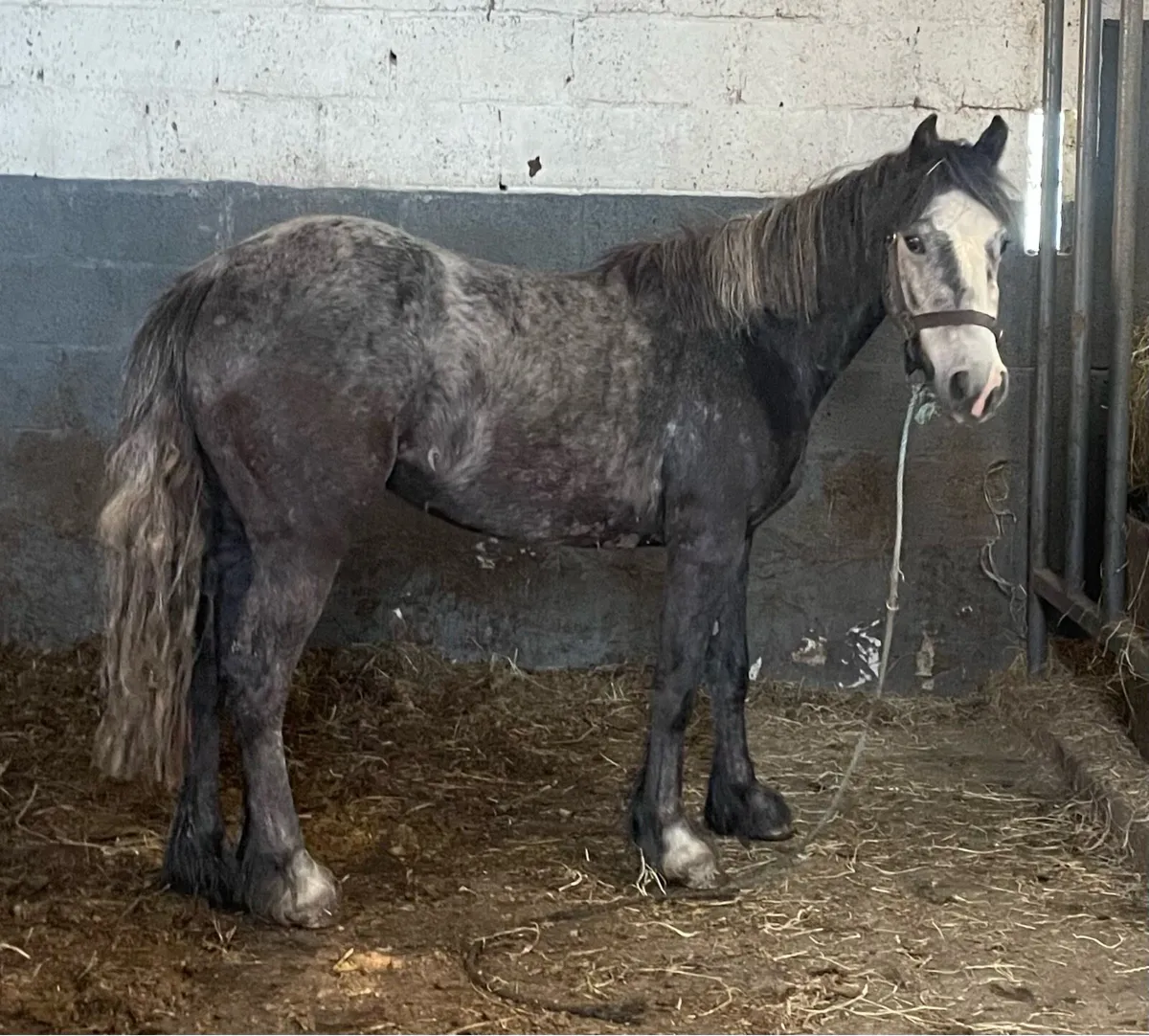 12.2hh steel grey  mare 4 years old - Image 2