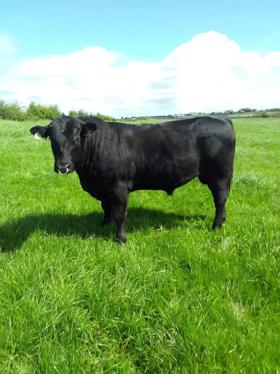 PBR Angus bulls - Image 1