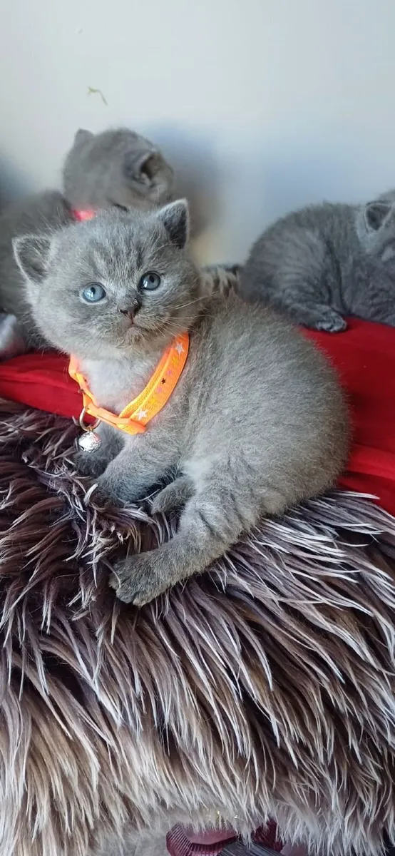 Amazing Purebred British Shorthair kittens - Image 2