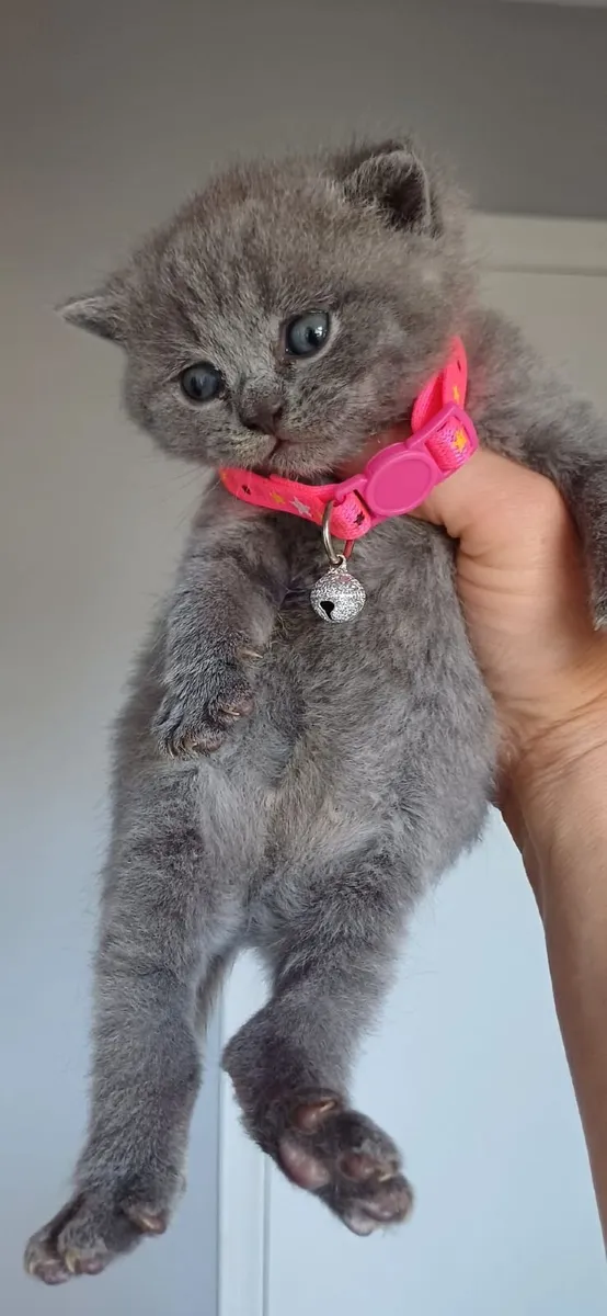 Amazing Purebred British Shorthair kittens - Image 3